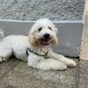 White cockapoo -5