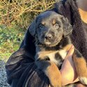 Irish water Spaniel x Bernese mountain dog puppies for sale-2