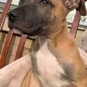 Beautiful Staffy x xl bullie x lurcher very good dog he’s so so cute so so good and is very loyal -3