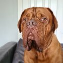 Beautiful DDB French Mastiff -2