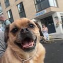 Beautiful female pug mix free to a loving home &lt;3 -0