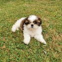 Shih Tzu-0