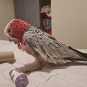 Galah cockatoo -2