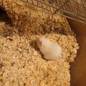 Two male gerbils for adotpion-4