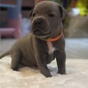 Staffordshire bull terrier -5