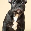 Selling my 3 Month Old French Bulldog-1