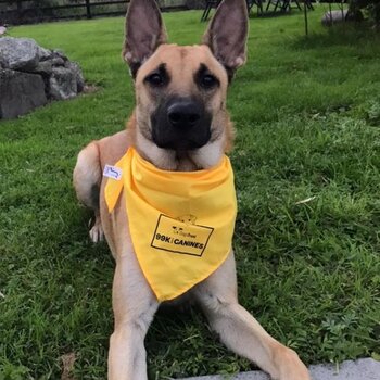 Active & Affectionate Belgian Malinois looking for Good Experienced Home