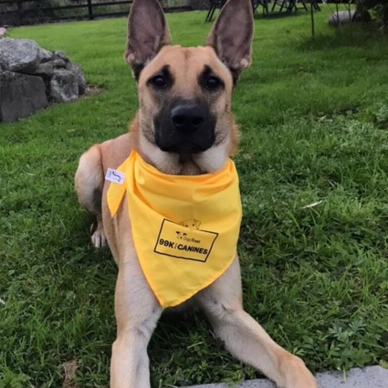 Active &amp; Affectionate Belgian Malinois looking for Good Experienced Home