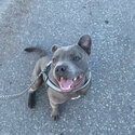 Blue Staffordshire bull terrier -1