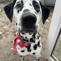 18 month Dalmatian -0