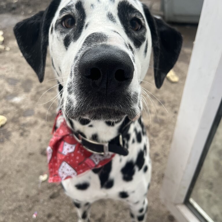 18 month Dalmatian 