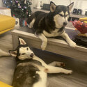 husky free to good home-0