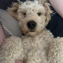 Cockapoo for sale-3