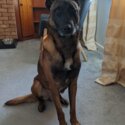 Belgian Malinois - For Rehoming-0