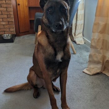 Belgian Malinois - For Rehoming