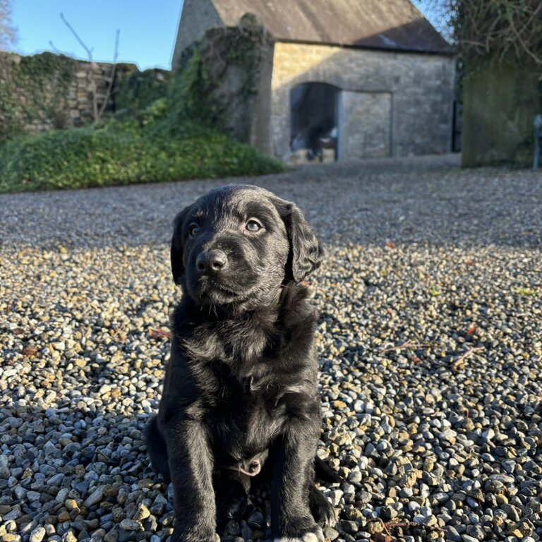 Irish water Spaniel x Bernese mountain dog puppies for sale