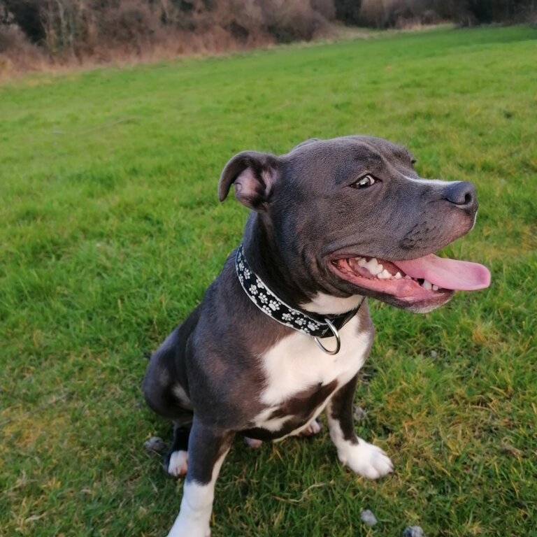 Staffordshire bull terrier 