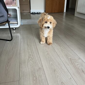 Gorgeous 6 month Maltipoo