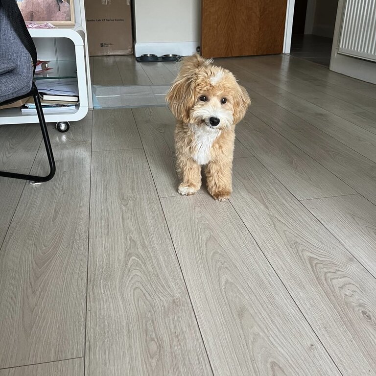 Gorgeous 6 month Maltipoo