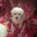 Cavachon maltipoo cross-0