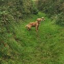 2 female golden retrievers for sale-3