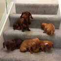 Miniature Dachshund pups.-1