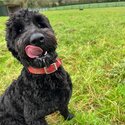 Gentle calm loving Goldendoodle -0