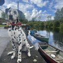 Dalmation for rehoming -3