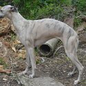 Stunning Whippet Bitch for sale - KC registered-0