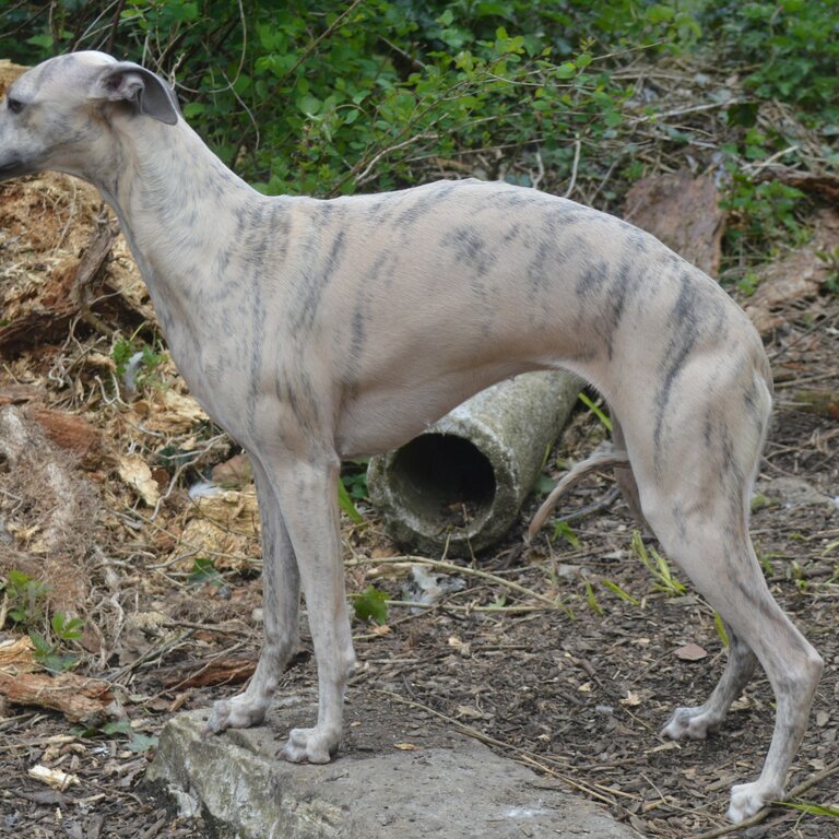 Stunning Whippet Bitch for sale - KC registered