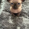 Sphynx kittens-5