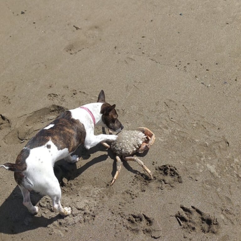 Mini jack Russell