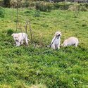 Golden labrador / labrador Spaniel-3