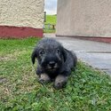 Standard Schnauzer puppies IKC Registered -1