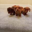 Miniature Dachshund pups.-0