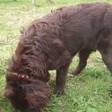 Newfoundland Purebred 8 month Old Female-2