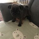 Female pug puppy -3