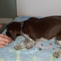 German shorthaird pointer pups for sale-0