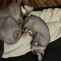 Sphinx Cats for Sale-5