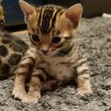 Cute Bengal kittens Available-1