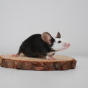 Pet fancy mice-1