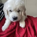 Golden retriever pup for sale (cream)-0