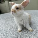 Male mini lop-1