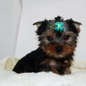 Gorgeous Teacup Yorkie Puppies!-0