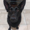 Black German Shepard-2