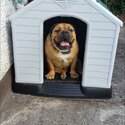 Bulldog mastiff for adoption -0