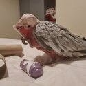 Galah cockatoo -1