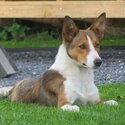 Beautiful border collie for adoption -1