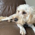 Cockapoo for sale-0