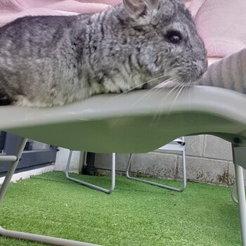 Family of chinchillas 